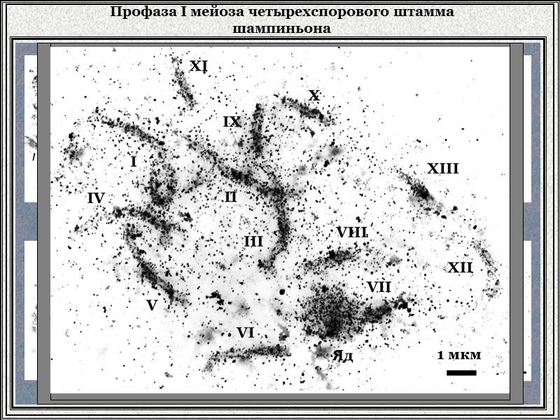 Профаза I мейоза четырехспорового штамма шампиньона Лептотена Ранняя зиготена Зиготена Пахитена Пахитена Поздняя зиготена
